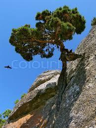 Arbre résilient sur un rocher